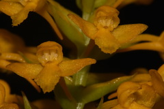 Platanthera integra