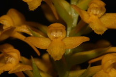 Platanthera integra