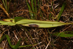 Platanthera integra