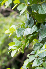 Rhoicissus tridentata