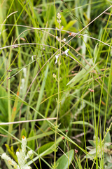 Syncolostemon parviflorus