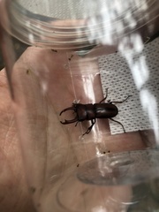 Falcicornis pseudaxis