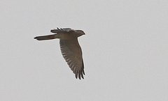 Accipiter badius