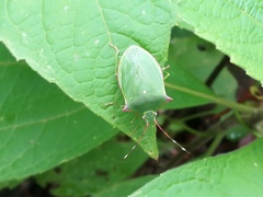 Chlorocoris loxoides