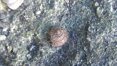 Xerotricha conspurcata