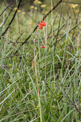 Tritonia disticha