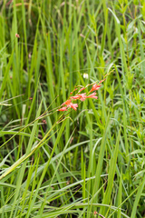 Tritonia disticha