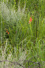Tritonia disticha