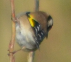 Carduelis carduelis