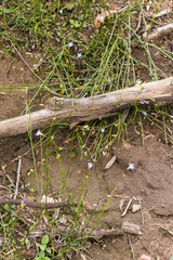 Wahlenbergia krebsii krebsii