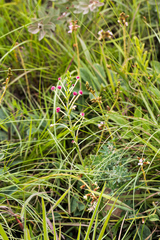 Zaluzianskya elongata