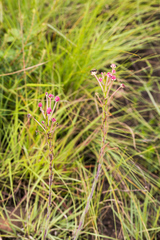 Zaluzianskya elongata