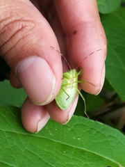 Chlorocoris loxoides