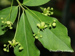 Euonymus phellomanus