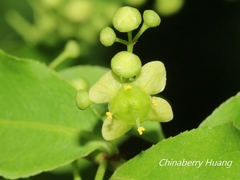 Euonymus phellomanus