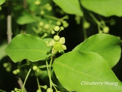 Euonymus phellomanus