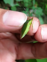 Chlorocoris loxoides