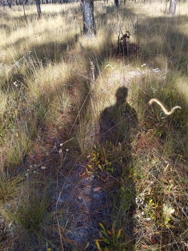 Ctenium floridanum image