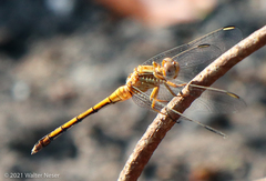 Orthetrum machadoi