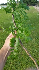 Gleditsia triacanthos inermis