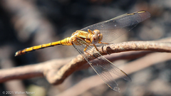 Orthetrum machadoi