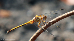 Orthetrum machadoi
