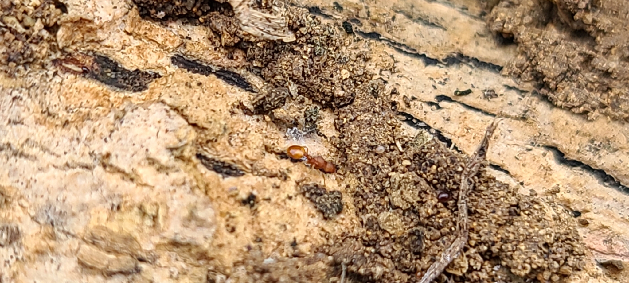 Temnothorax torrei