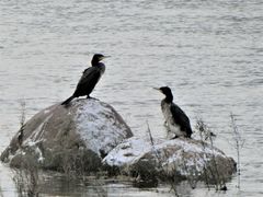Phalacrocorax carbo