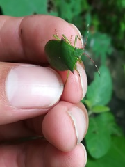 Chlorocoris loxoides