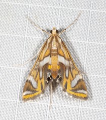 Margarosticha euprepialis