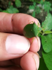 Chlorocoris loxoides