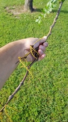 Gleditsia triacanthos inermis