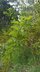 Rubus hawaiensis