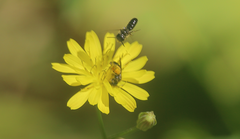 Rhophitulus