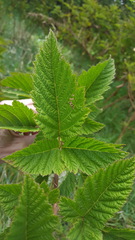 Rubus hawaiensis