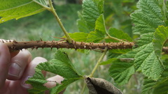 Rubus hawaiensis