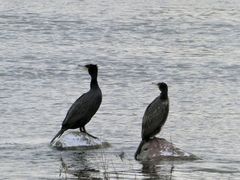 Phalacrocorax carbo