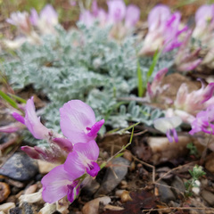 Astragalus utahensis