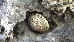 Gastropoda