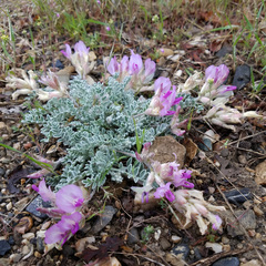 Astragalus utahensis