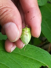 Chlorocoris loxoides