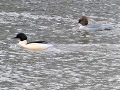 Mergus merganser