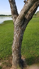 Gleditsia triacanthos inermis