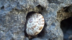 Gastropoda