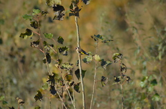 Carduelis carduelis