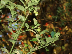 Euonymus spraguei