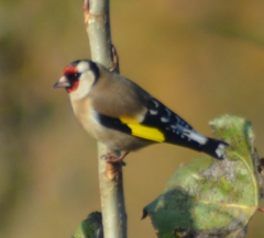 Carduelis carduelis