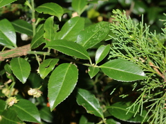 Euonymus spraguei