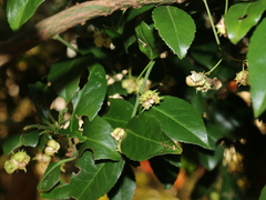 Euonymus spraguei