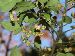 Euonymus spraguei